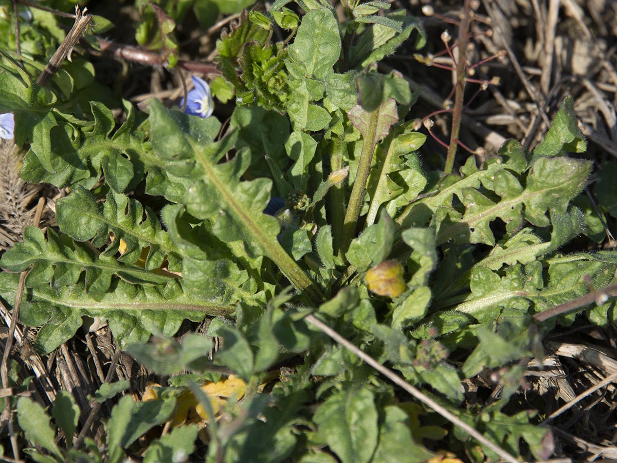 Blattrosette